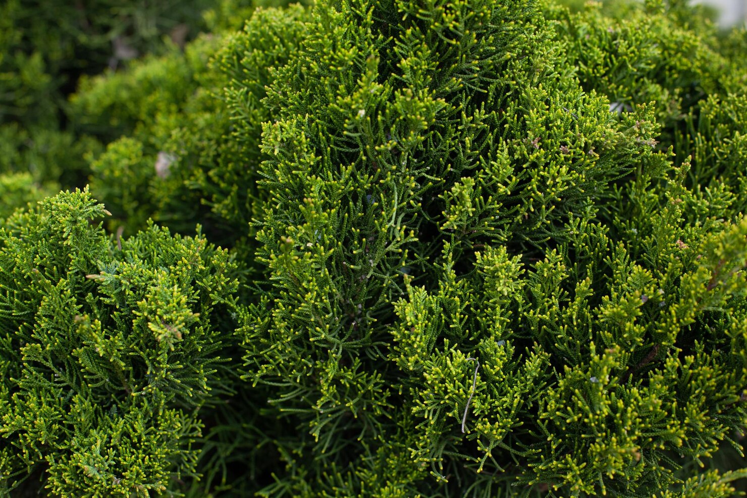 Shrubs